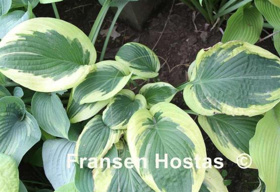 Hosta Mount Holyoke